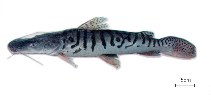 Image of Pseudoplatystoma tigrinum (Tiger sorubim)