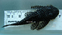 Image of Pseudolithoxus tigris 