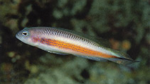 Image of Pseudochromis tonozukai (Spot-stripe dottyback)