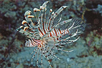 Image of Pterois andover (Andover lionfish)