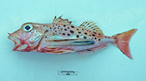 Image of Pterygotrigla andertoni (Painted latchet)