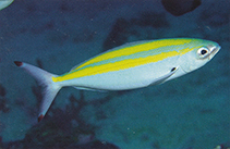 Image of Pterocaesio flavifasciata (Yellowstripe fusilier)