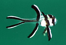 Image of Pterapogon kauderni (Banggai cardinal fish)