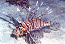 Image of Pterois miles (Devil firefish)