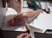 Image of Pterygotrigla multiocellata (Antrorse spined gurnard)