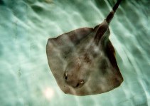 Image of Pteroplatytrygon violacea (Pelagic stingray)