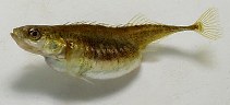 Image of Pungitius pungitius (Ninespine stickleback)