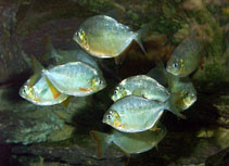 Image of Pygopristis denticulata (Lobetoothed piranha)