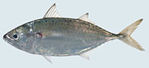 Image of Rastrelliger brachysoma (Short mackerel)