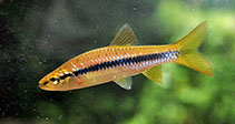Image of Rasbora dandia (Broad striped rasbora)