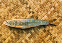 Image of Raiamas guttatus (Burmese trout)