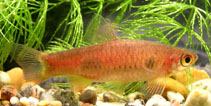 Image of Rasbora kalochroma (Clown rasbora)