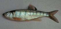 Image of Raiamas moorii (Lake Rukwa minnow)