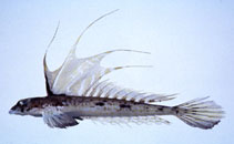 Image of Repomucenus virgis (Virgin dragonet)