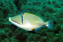 Image of Rhinecanthus assasi (Picasso triggerfish)