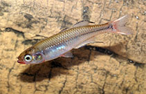 Image of Rheocles derhami 