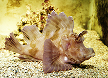 Image of Rhinopias eschmeyeri (Eschmeyer\