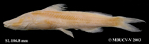 Image of Rhamdia guasarensis 