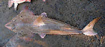 Image of Rhynchobatus palpebratus (Eyebrow wedgefish)
