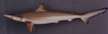 Image of Rhizoprionodon lalandii (Brazilian sharpnose shark)