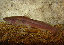 Image of Rhamdia laluchensis (La Lucha blind catfish)