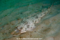 Image of Pseudobatos lentiginosus (Atlantic guitarfish)