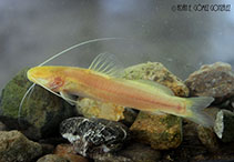 Image of Rhamdia macuspanensis (Olmec blind catfish)
