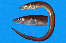 Image of Rhynchoconger nitens (Bignose conger)