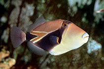 Image of Rhinecanthus rectangulus (Wedgetail triggerfish)
