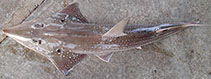Image of Rhynchobatus springeri (Broadnose wedgefish)