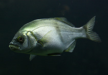 Image of Rhacochilus toxotes (Rubberlip seaperch)