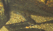 Image of Rhamdioglanis transfasciatus 