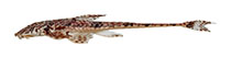 Image of Rineloricaria buckupi 