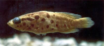 Image of Rypticus bornoi (Largespotted soapfish)
