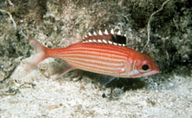Image of Neoniphon coruscum (Reef squirrelfish)