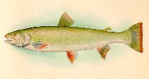 Image of Salvelinus malma (Dolly varden)