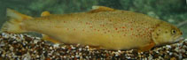 Image of Salmo farioides 