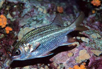 Image of Sargocentron suborbitale (Tinsel squirrelfish)