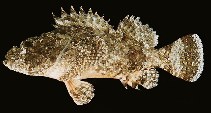 Image of Scorpaenopsis lactomaculata (Whiteblotched scorpionfish)