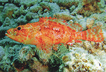 Image of Scorpaenodes bathycolus 