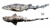 Image of Scyliorhinus cabofriensis 