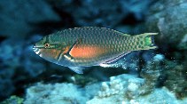 Image of Scarus chameleon (Chameleon parrotfish)