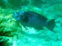 Image of Scarus coelestinus (Midnight parrotfish)