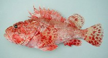 Image of Scorpaena elongata (Slender rockfish)
