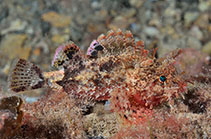 Image of Scorpaena gasta (Ghostly scorpionfish)