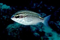 Image of Scolopsis ghanam (Arabian monocle bream)