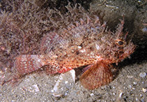 Image of Scorpaena grandicornis (Plumed scorpionfish)