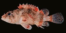 Image of Scorpaenodes hirsutus (Hairy scorpionfish)
