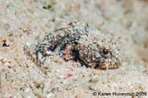 Image of Scorpaena inermis (Mushroom scorpionfish)