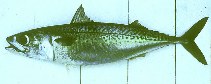 Image of Scomber japonicus (Chub mackerel)